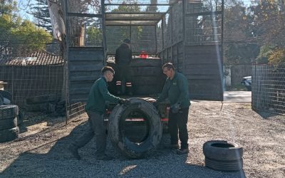 Primera Recolección de Neumáticos Fuera de Uso en Pirque: Un Compromiso con el Medio Ambiente